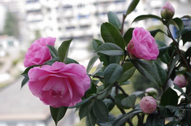 ������С IMGP0229.JPG