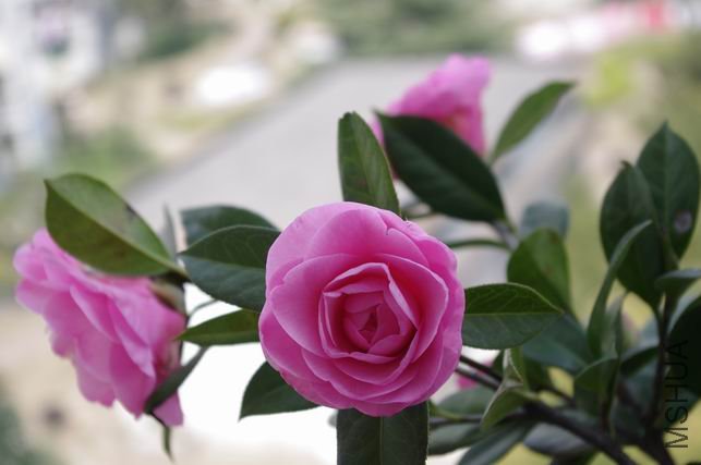 ������С IMGP0230.JPG