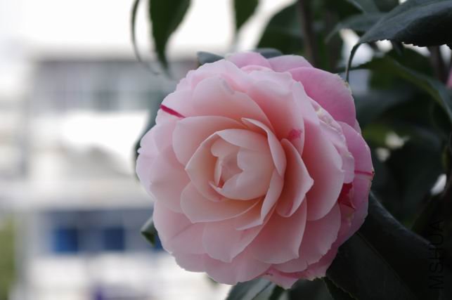 ������С IMGP0231.JPG