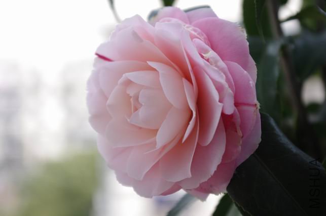 ������С IMGP0232.JPG