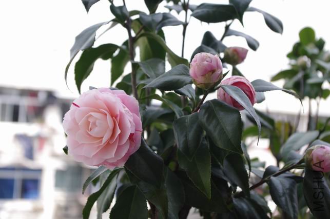 ������С IMGP0234.JPG