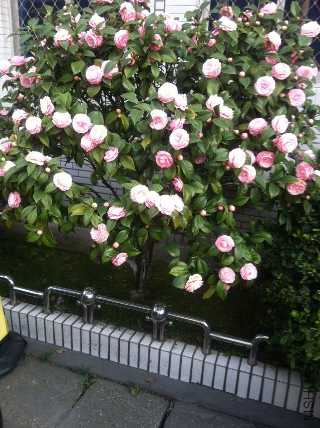 20120327 ��λ�軨111.jpg