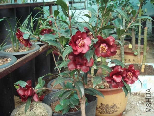 DSC0780344.jpg