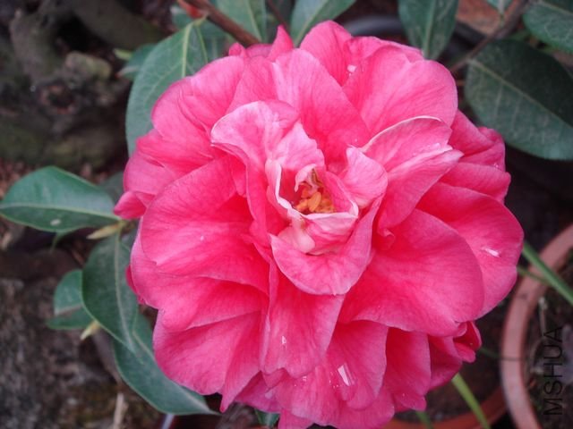 DSC0780544.jpg