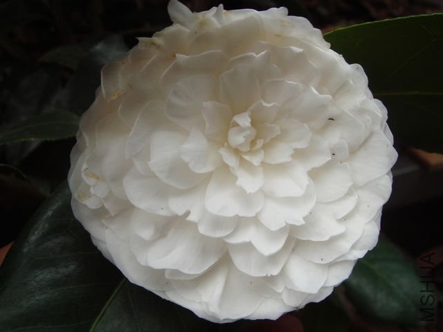 DSC0781344.jpg