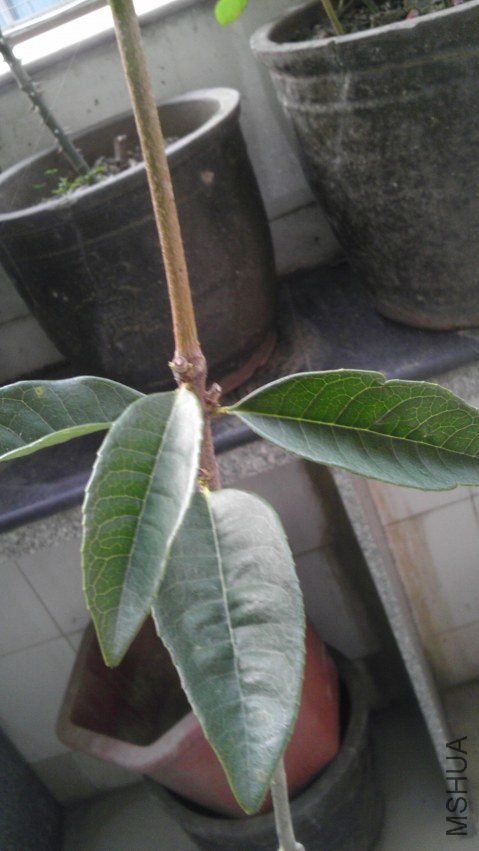 IMAG0070.jpg