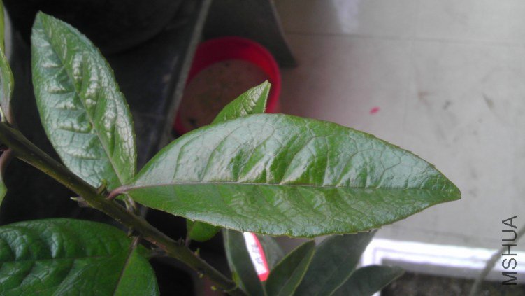 IMAG0071.jpg
