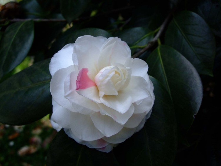 �϶�� 2012-3-27fc 024.jpg