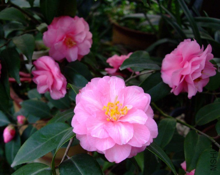 ���� 2012-3-27f 005.jpg