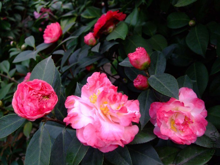����ã 2012-3-27f 005.jpg