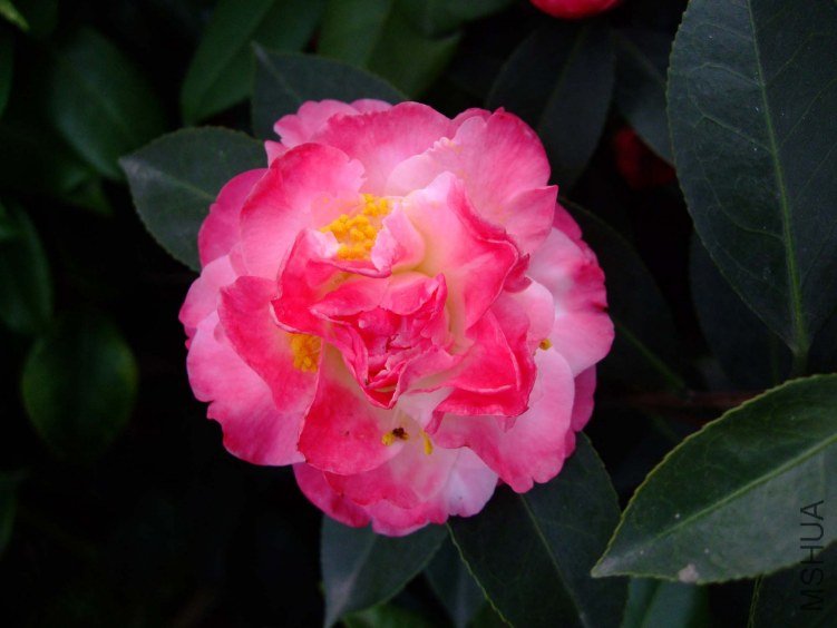 ����ã 2012-3-27f 010 .jpg
