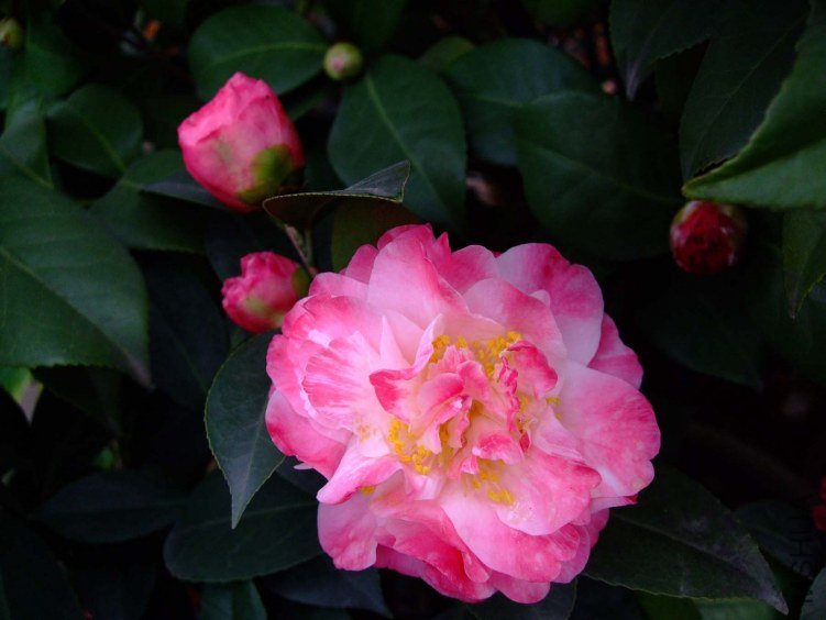 ����ã 2012-3-27f 016 .jpg