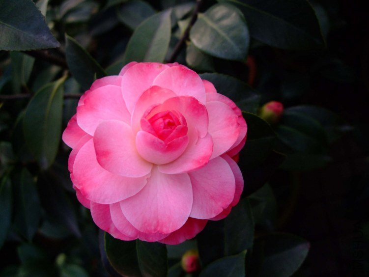 ����ã 2012-3-27f 024 .jpg