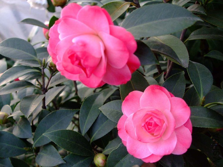 ����ã 2012-3-27f 025 .jpg