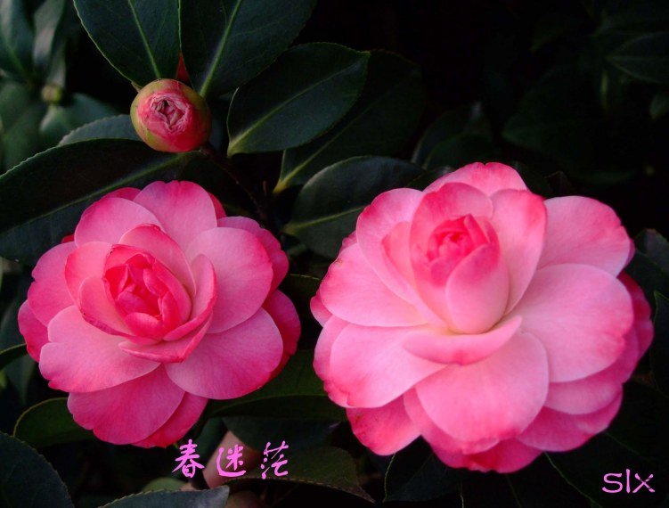 ����ã 2012-3-27f 027 .jpg