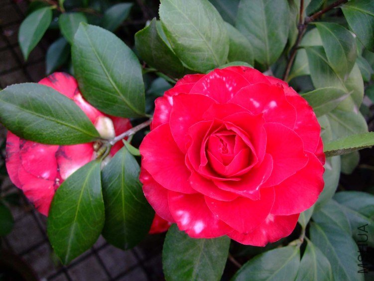 ���� 2012-3-27f 002.jpg
