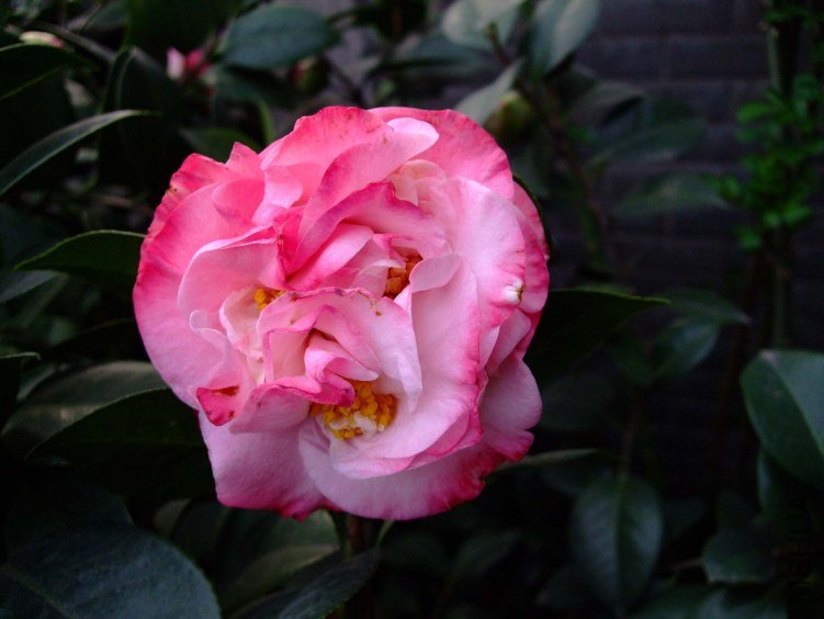 ���µ���� 2012-3-27f 024.jpg