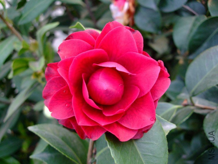 ����õ�� 2012-3-27f 018.jpg