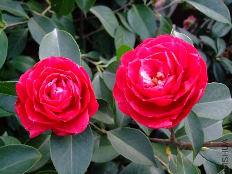 �׶��� 2012-3-27f 014.jpg
