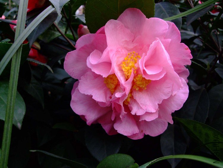 ��� 2012-3-27f 022.jpg