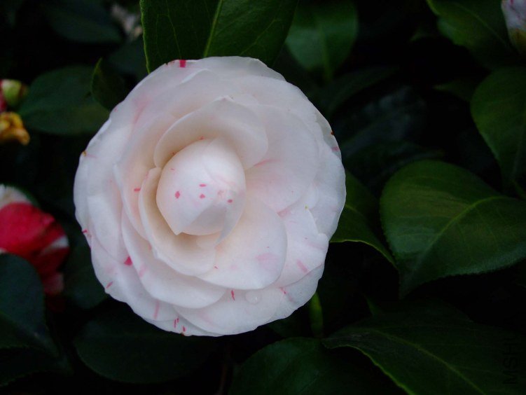 �������� 2012-3-27f 021.jpg