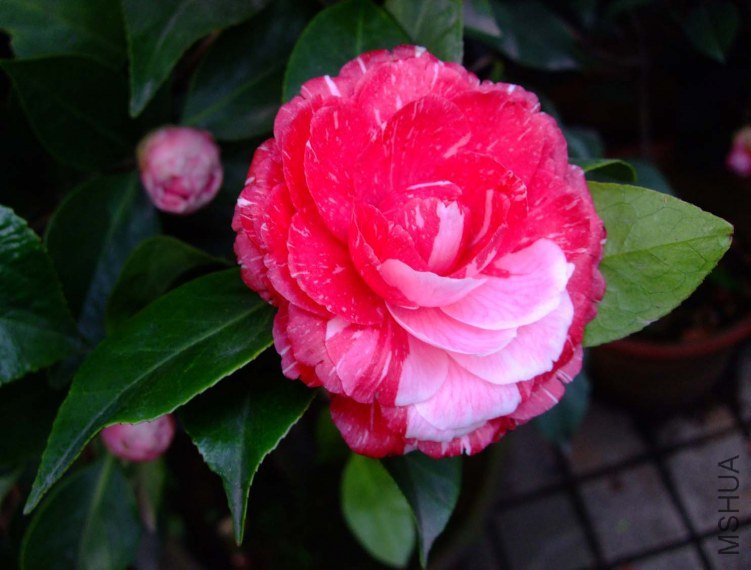 ԧ���� 2012-3-27f 013.jpg