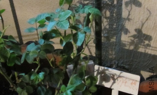 ��ɫ����