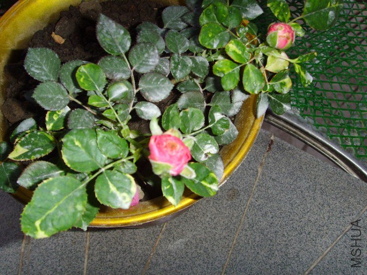 ssl26929_����.jpg