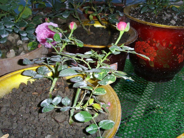 ssl26933_����.jpg