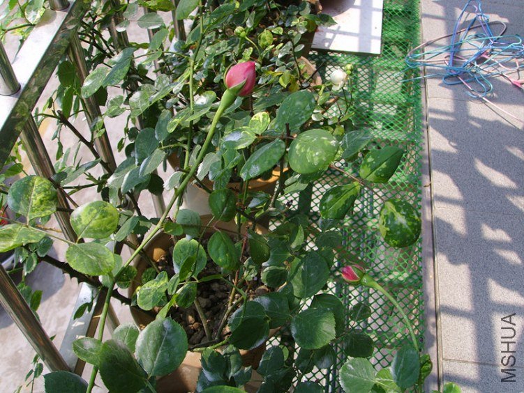 ssl26972_����.jpg