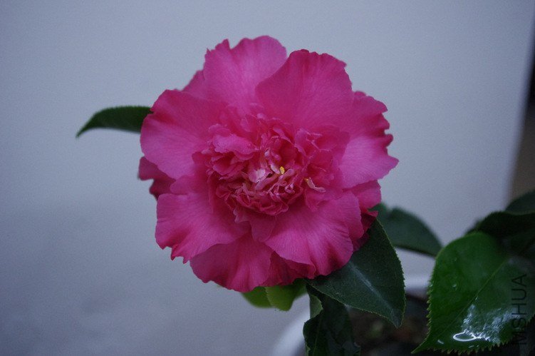 1-IMGP0360.JPG