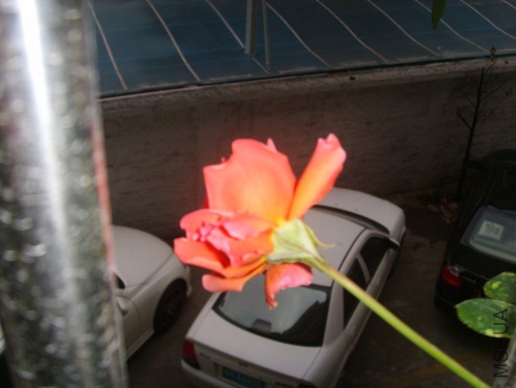 ssl26979_����.jpg