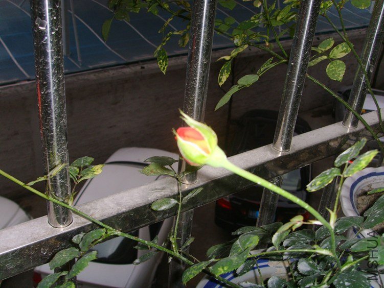 SSL26980_����.jpg