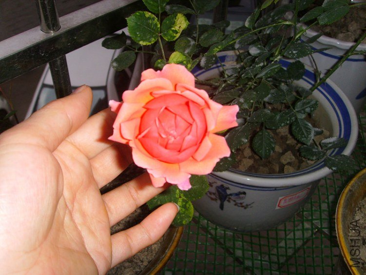 ssl26981_����.jpg