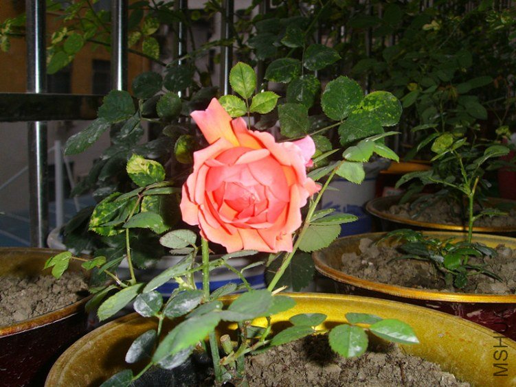 ssl26987_����.jpg