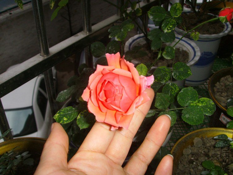 ssl26988_����.jpg