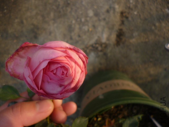 �������2012-3-28 (2).JPG