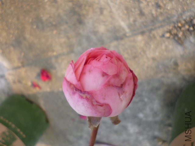 �������2012-3-28 (3).JPG