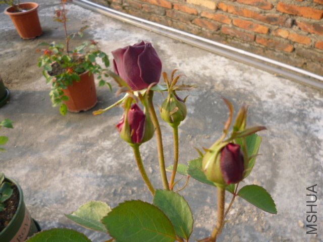 ����2012-3-28 (1).JPG