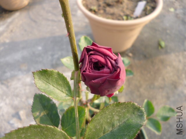 ����2012-3-28 (3).JPG