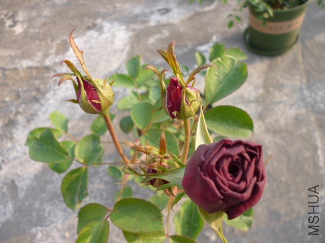 ����2012-3-28 (2).JPG