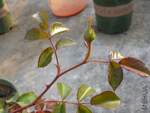 �ǲ�2012-3-28 (1).JPG