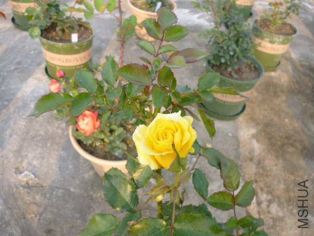 ̫������2012-3-28 (1).JPG