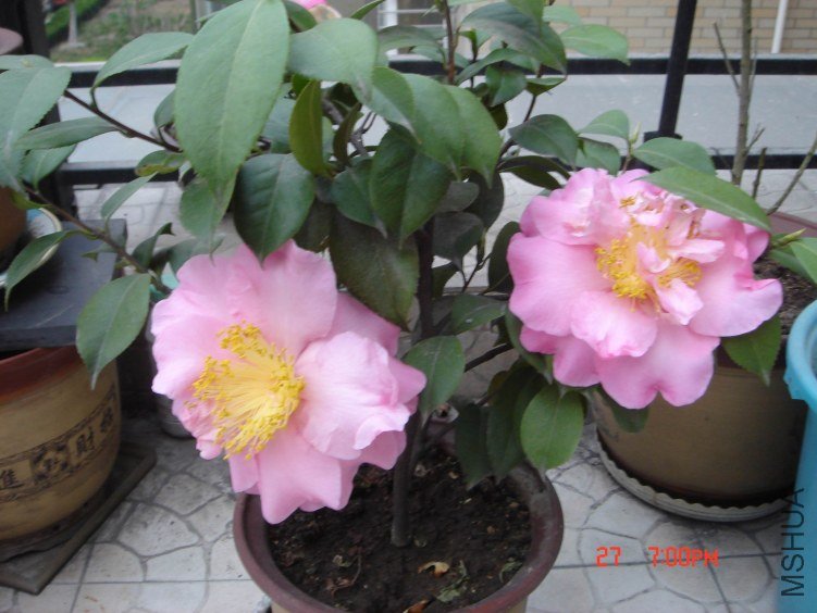 DSC02409.jpg