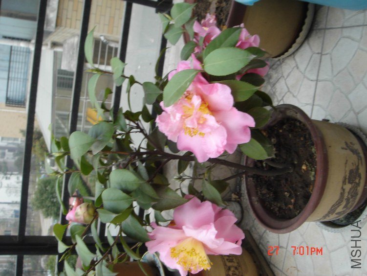 DSC02411.jpg