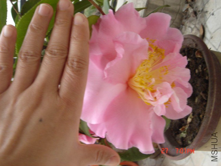 DSC02410.jpg