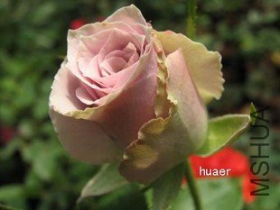 T1u8qwXnB8XXX19gza_091218_jpg_310x310.jpg