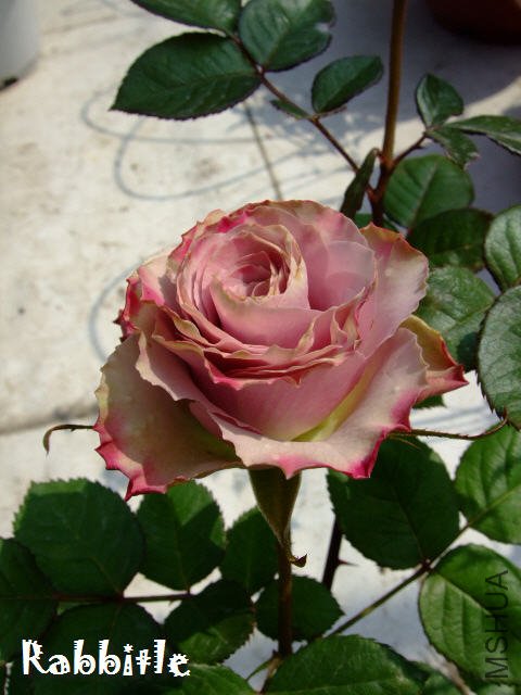 DSCF0035.JPG