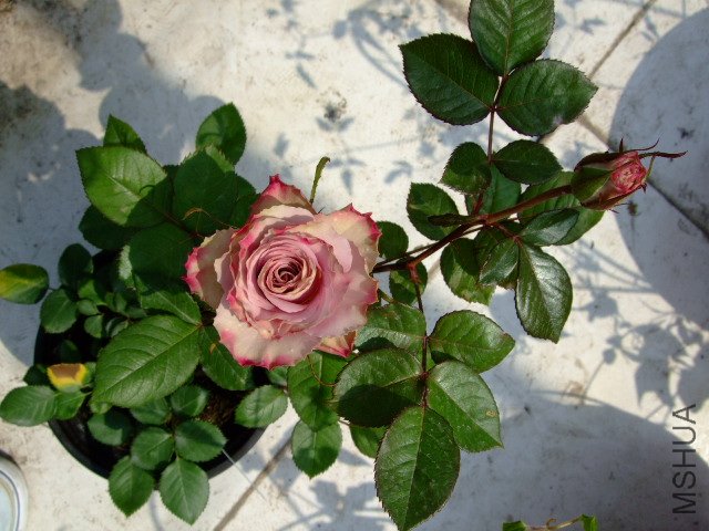 DSCF0034.JPG