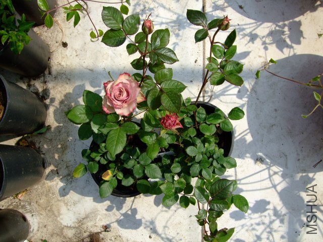 DSCF0036.JPG